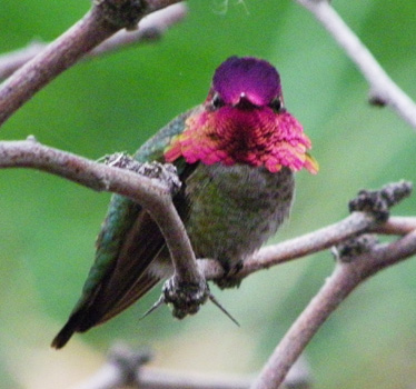 Anna's Hummingbird male headon 1_16_2012